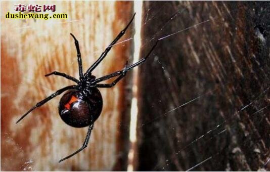 黑寡妇蜘蛛图片3