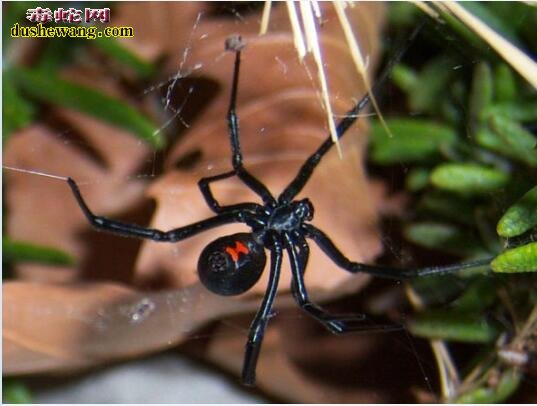 黑寡妇蜘蛛图片4
