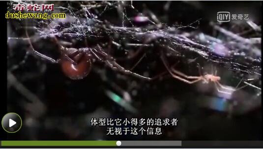 黑寡妇蜘蛛视频