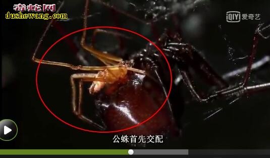 黑寡妇蜘蛛视频