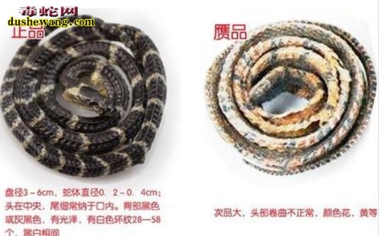蛇干制作 各种蛇干的制作方法详解