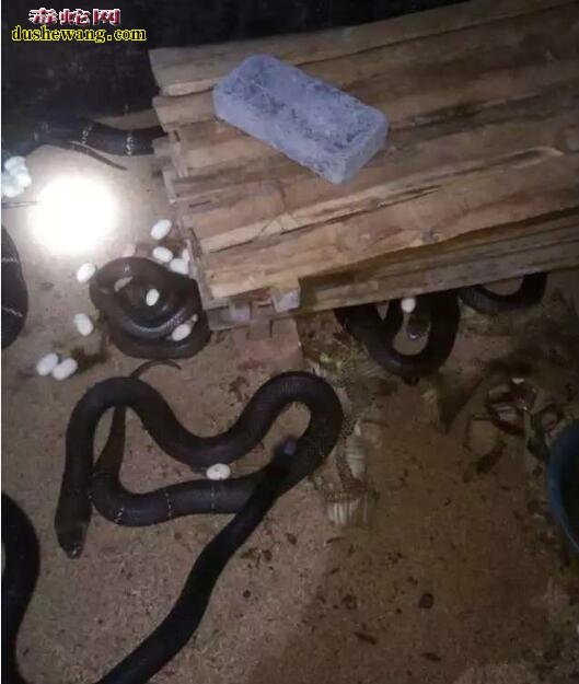 养蛇需要注意什么