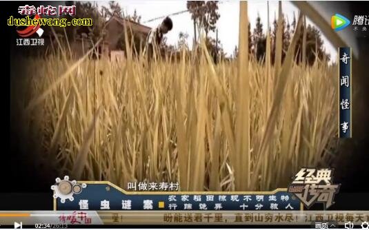 神秘物种:农家稻田惊现不明生物 神秘怪虫头上长三只眼