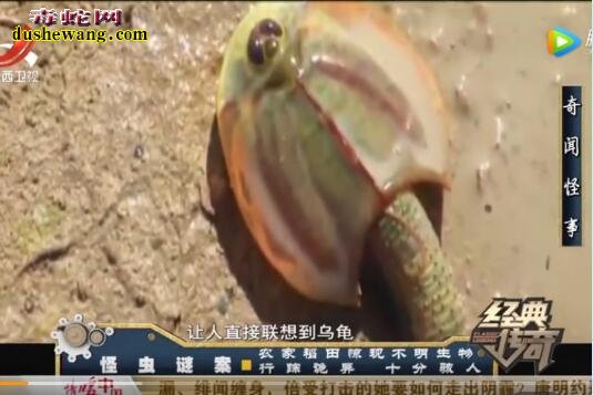 神秘物种:农家稻田惊现不明生物 神秘怪虫头上长三只眼
