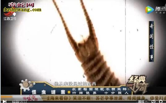 神秘物种:农家稻田惊现不明生物 神秘怪虫头上长三只眼