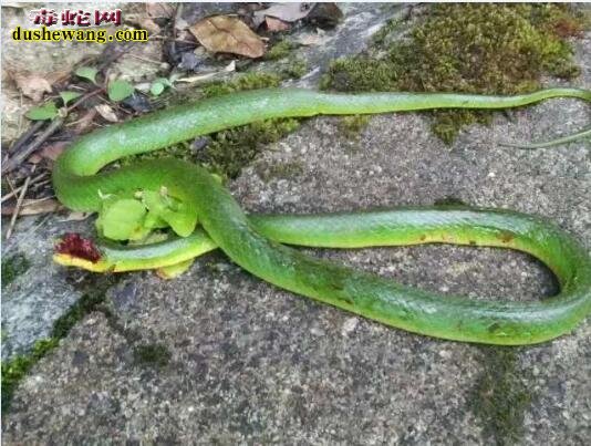 蓝鹊VS青蛇：梵净山景区现1.5米长青蛇大战红嘴蓝鹃