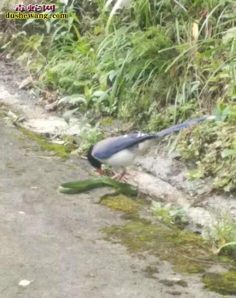 蓝鹊VS青蛇：梵净山景区现1.5米长青蛇大战红嘴蓝鹃