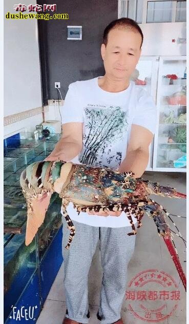 福鼎渔民捕获价值百万“七彩神虾” 和10岁小孩一般高