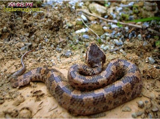 夏秋毒蛇觅食频繁 市民去野外小心毒蛇出没被咬伤