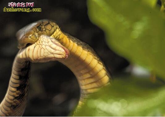 眼镜王蛇的图片