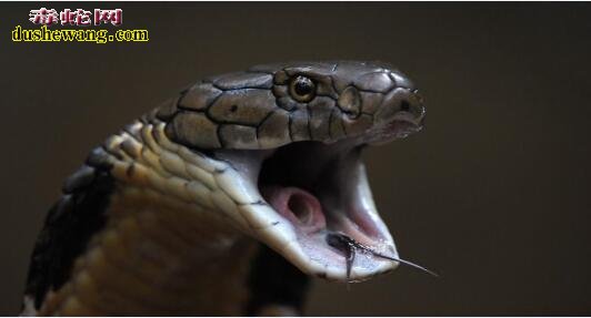 眼镜王蛇的图片7