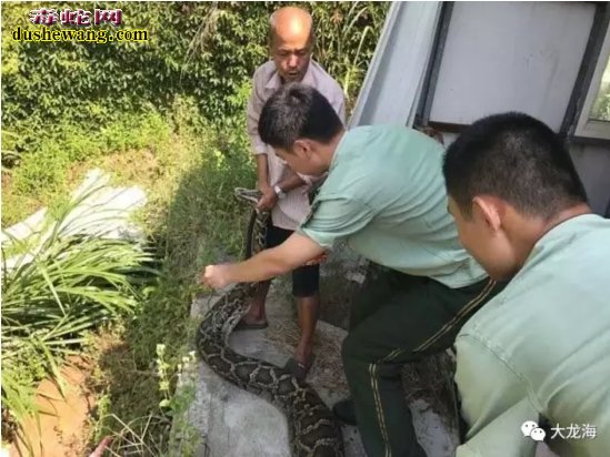 漳州65斤大蟒蛇困鸭舍 比成人大腿还粗2