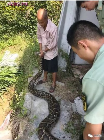 漳州65斤大蟒蛇困鸭舍 比成人大腿还粗