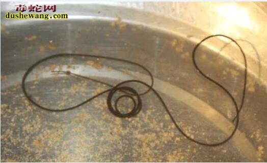 铁线虫是什么？自来水中然有寄生虫？专家查看称铁线虫！