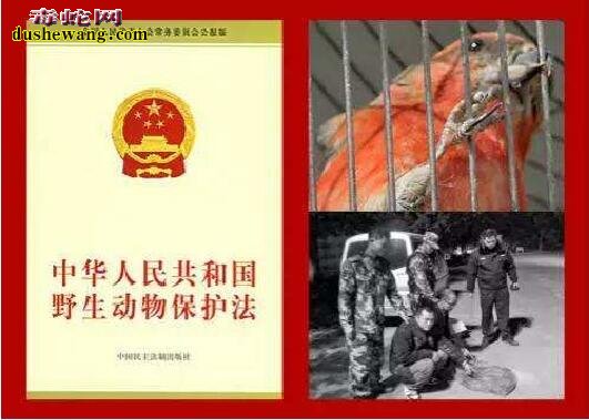 中华人民共和国野生动物保护法