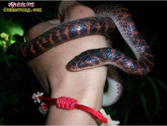 赤练蛇饲养方法