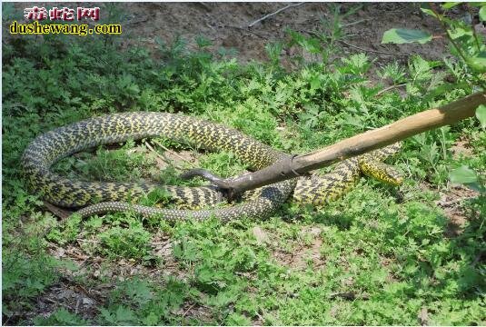 王锦蛇能长多大？