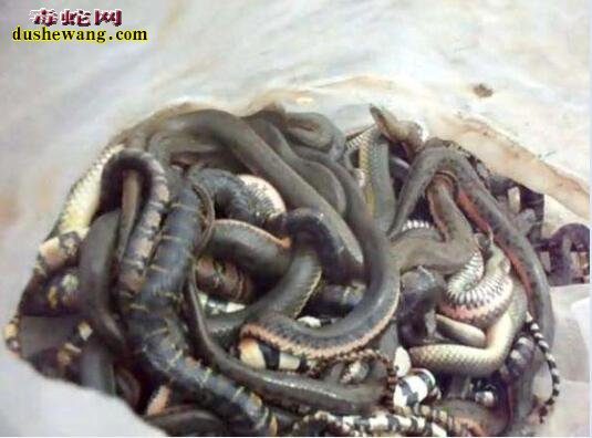 人工养殖水蛇