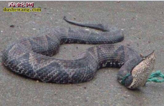 毒蛇养殖危险高！湖南养蛇人被五步蛇咬伤身亡！
