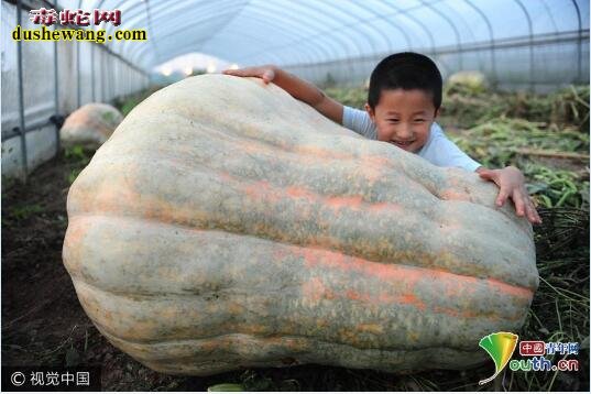 世界上最大的南瓜：安徽560斤巨型南瓜亮相引围观