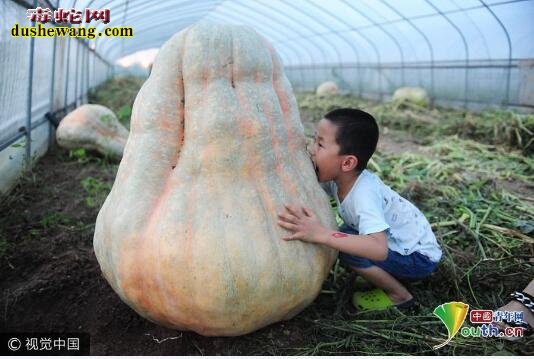 世界上最大的南瓜：安徽560斤巨型南瓜亮相引围观
