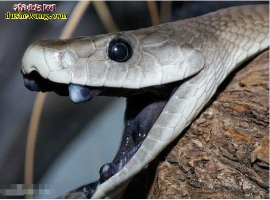 黑曼巴蛇是世界上最快的蛇吗？黑曼巴蛇爬行速度是多少？
