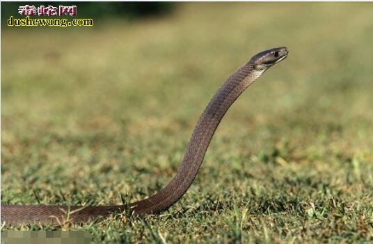 黑曼巴蛇是世界上最快的蛇吗？黑曼巴蛇爬行速度是多少？