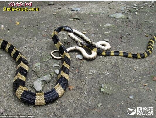 金环蛇吃蛇：两条剧毒金环为夺食大打出手