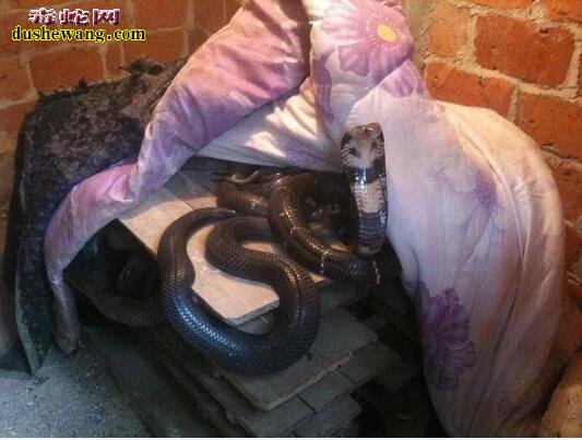 全国十大毒蛇广西占了9种 广西人工养蛇全国最早最多