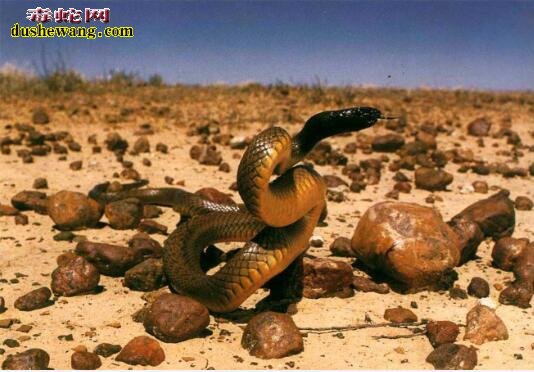 细鳞太攀蛇：陆地上最毒的蛇