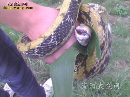 野生菜花蛇多少钱一斤