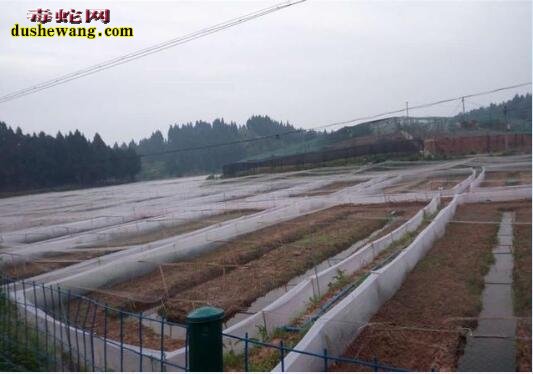 青蛙养殖利润