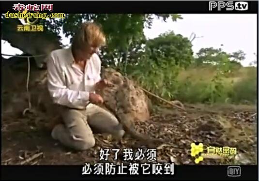 科莫多巨蜥视频
