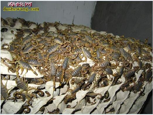 蝎子养殖利润