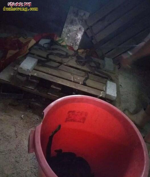 高兴养蛇