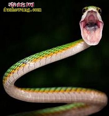 蛇咬到自己舌头