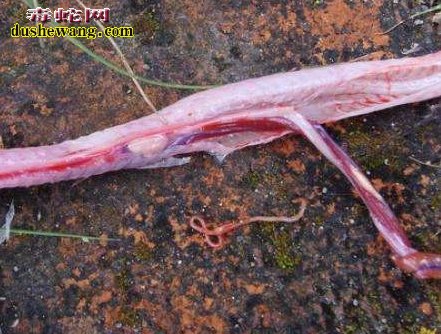 蛇驱虫药(体内寄生虫)