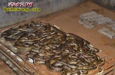 专杀蛇床内的蟑螂甲虫等害虫