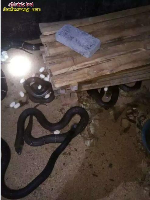 创业养蛇