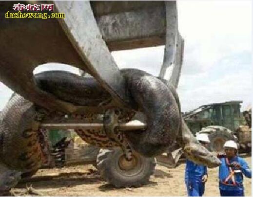 四川发现一罕见巨蟒