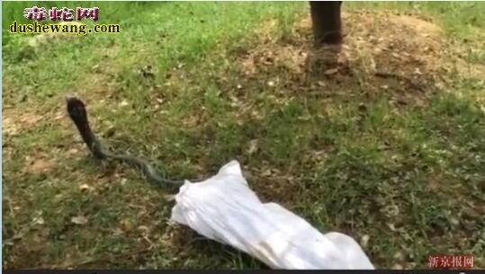 “放生蛇”：湘潭男子公园放生毒蛇被拘 眼镜蛇仍“在逃”