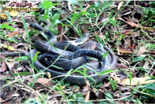 “放生蛇”：湘潭男子公园放生毒蛇被拘 眼镜蛇仍“在逃”