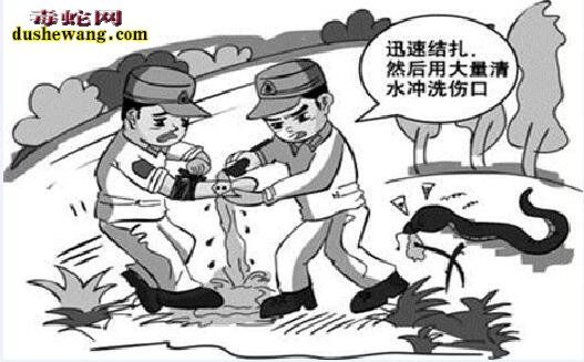 宜昌男子被毒蛇咬伤昏迷不醒 警车开道急送医院治疗