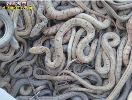 大王蛇/王锦蛇下蛋以后多少天孵出小蛇？