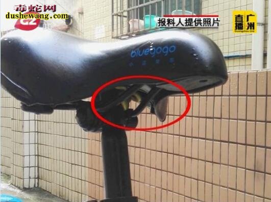 倒霉的共享单车！ 广州小伙骑共享单车 身手被毒蛇咬伤！