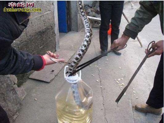 蛇酒灵芝：浸泡蛇酒加中药灵芝有健身养颜的功效