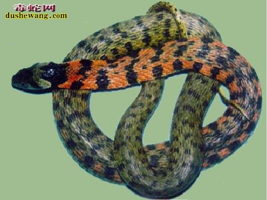 虎斑颈槽蛇和红勃颈槽蛇怎么区分？