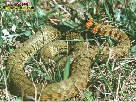 虎斑颈槽蛇和红勃颈槽蛇怎么区分？