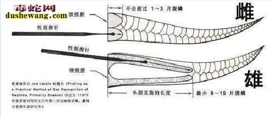 玉米蛇怎么分公母