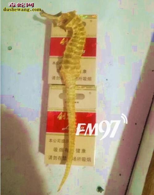 浙江渔民捕获国内罕见黄金海马 金色海马功效与作用